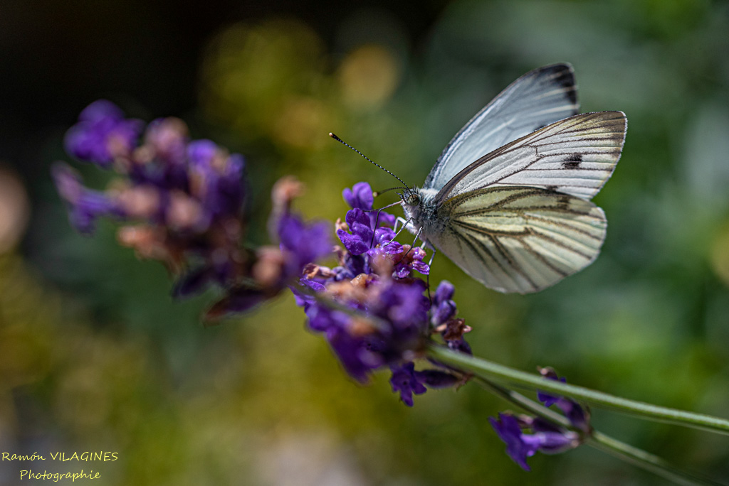 _D757428-ps.jpg