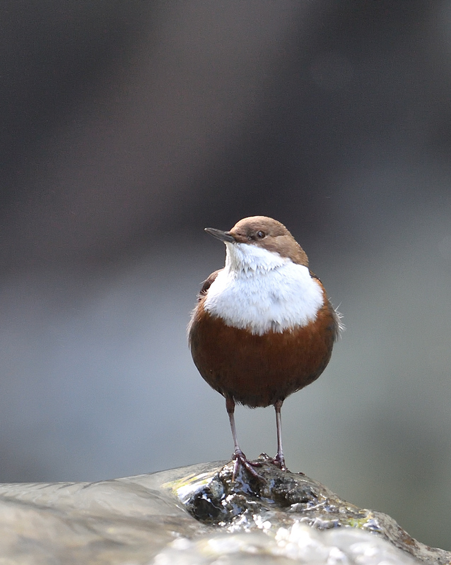 DS5_5275.jpg