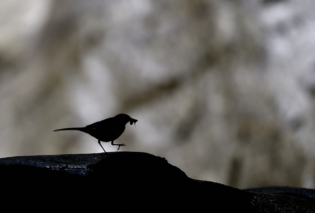 DS5_5328.jpg