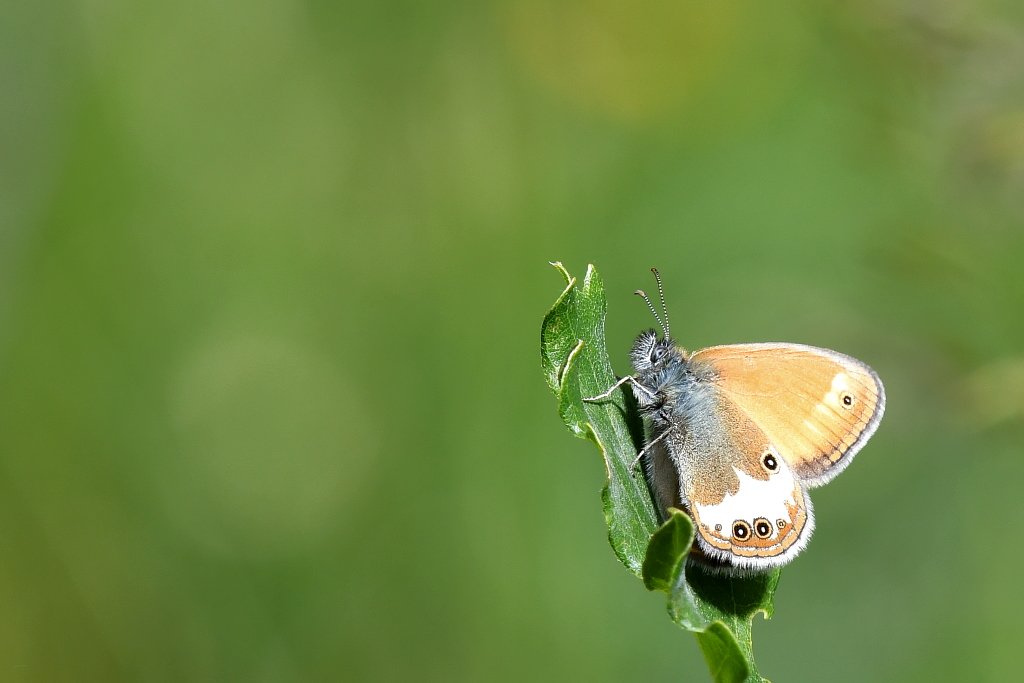 DSC_5334.JPG