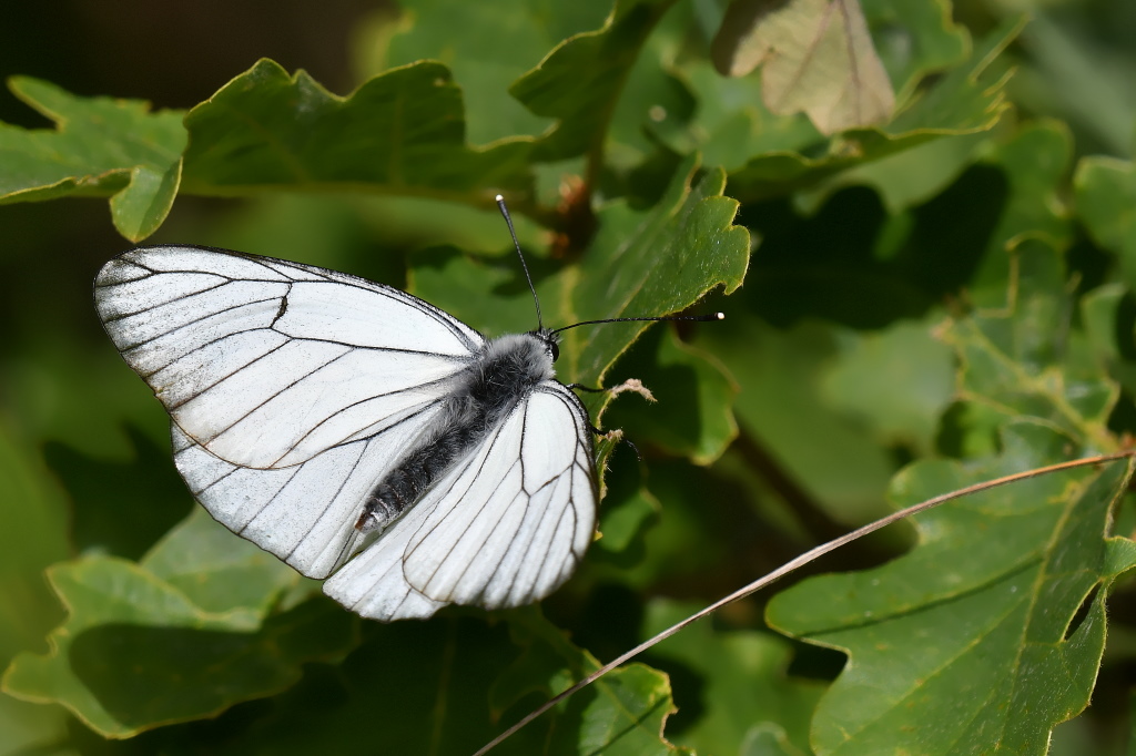 DSC_5310.JPG