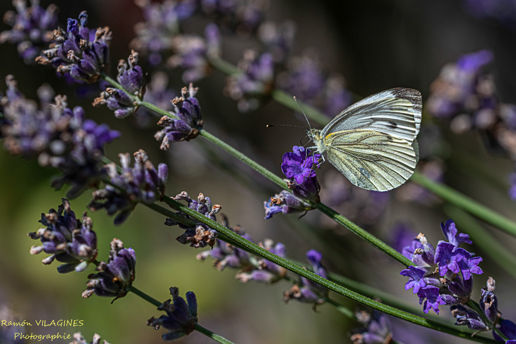 _D757568-ps.jpg