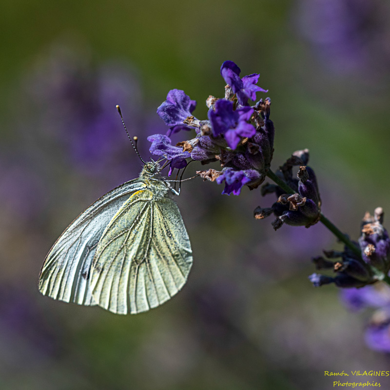 _D757566-ps.jpg