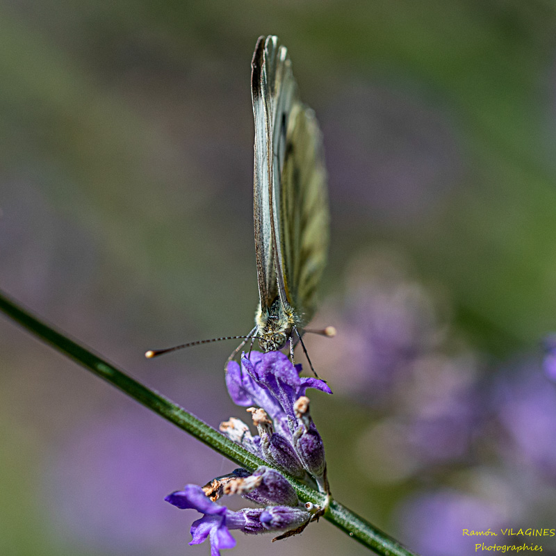 _D757565-ps.jpg