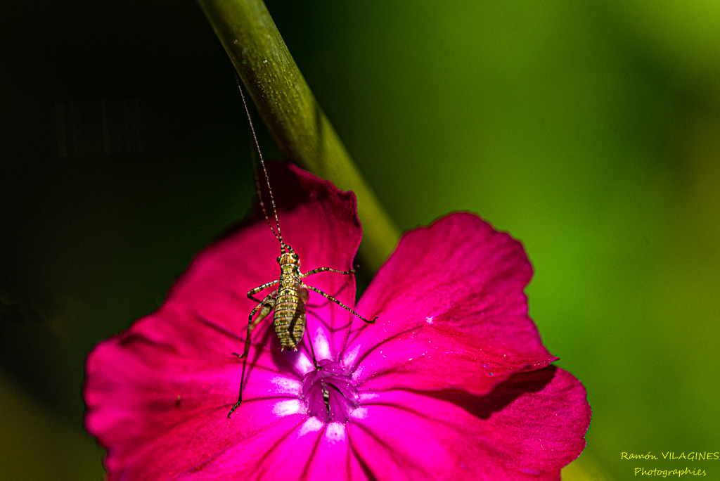 _D757578-ps.jpg