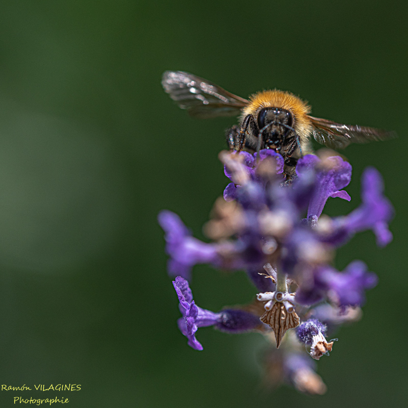 _D757599-ps.jpg