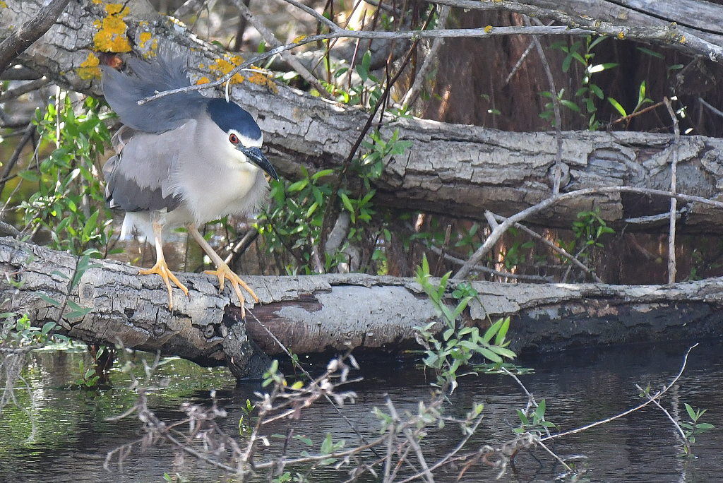 DSC_5494.JPG