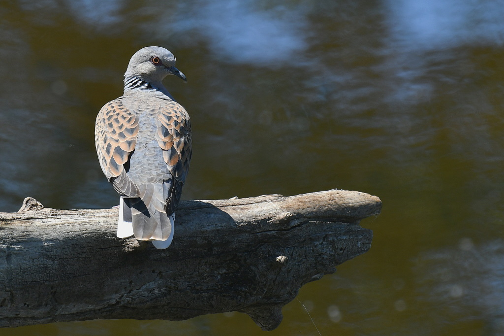 DSC_6226-001.JPG