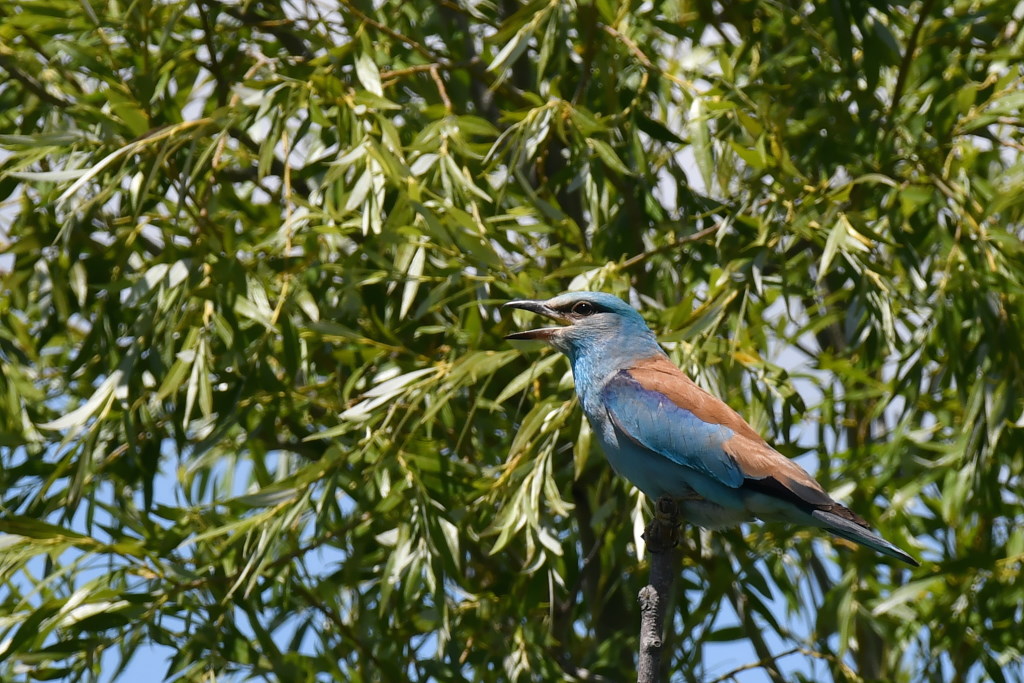 DSC_6142.JPG