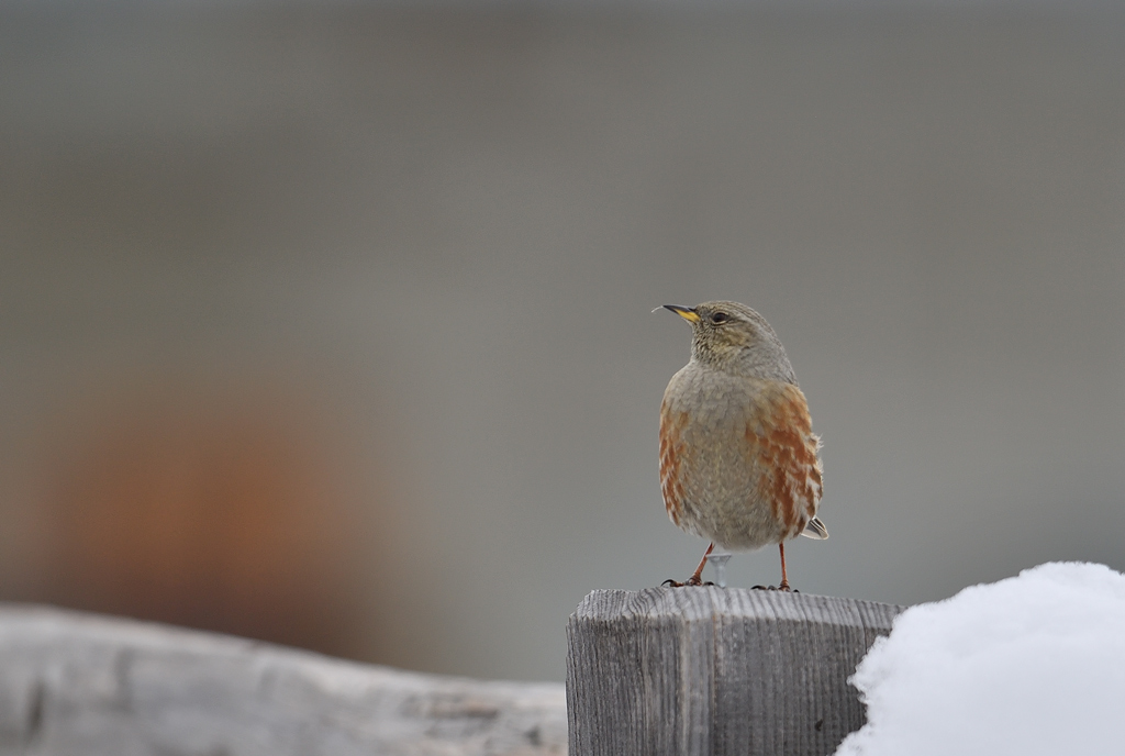 DS5_3676.jpg