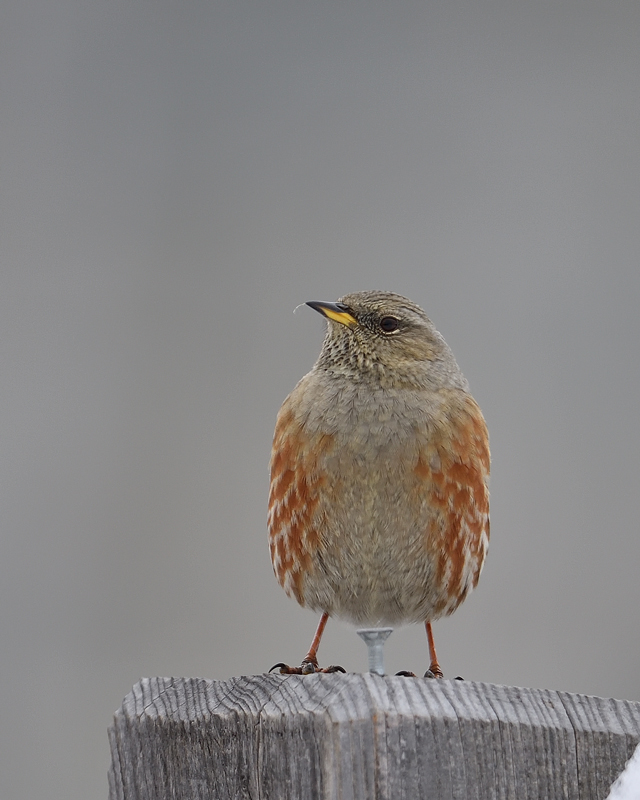 DS5_3678.jpg