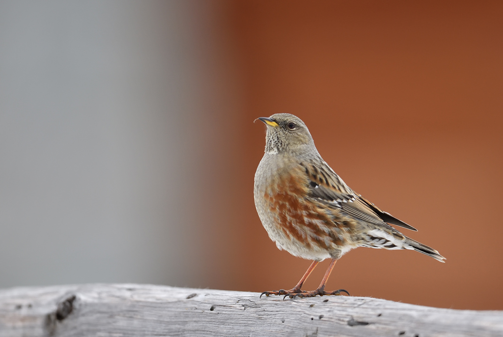 DS5_3680.jpg