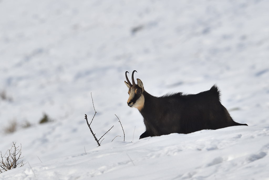 DS5_3709.jpg