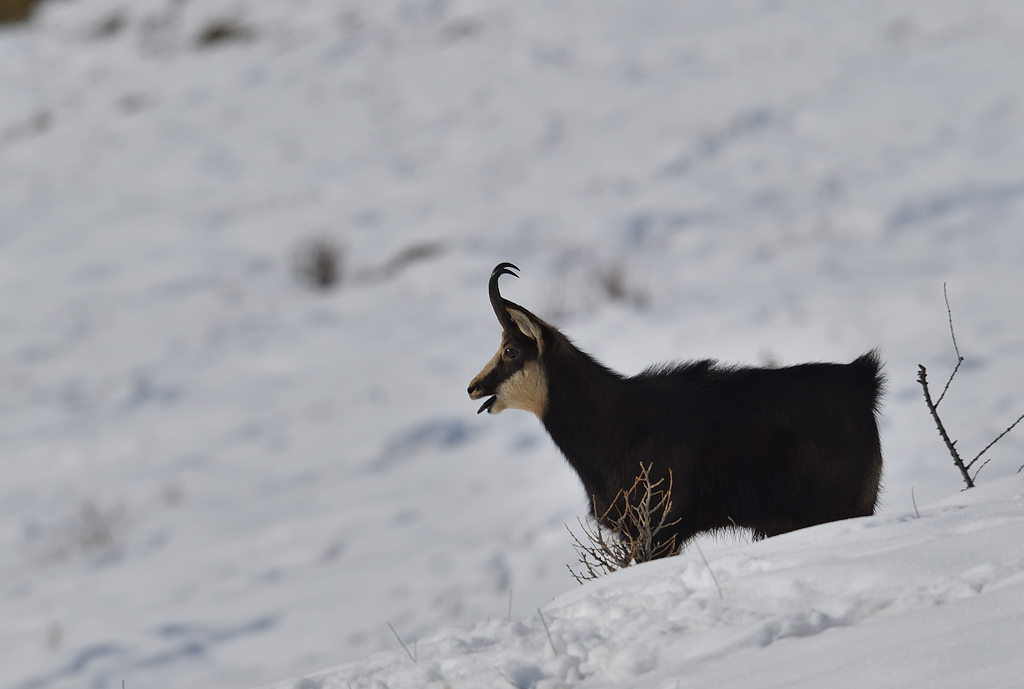 DS5_3711.jpg