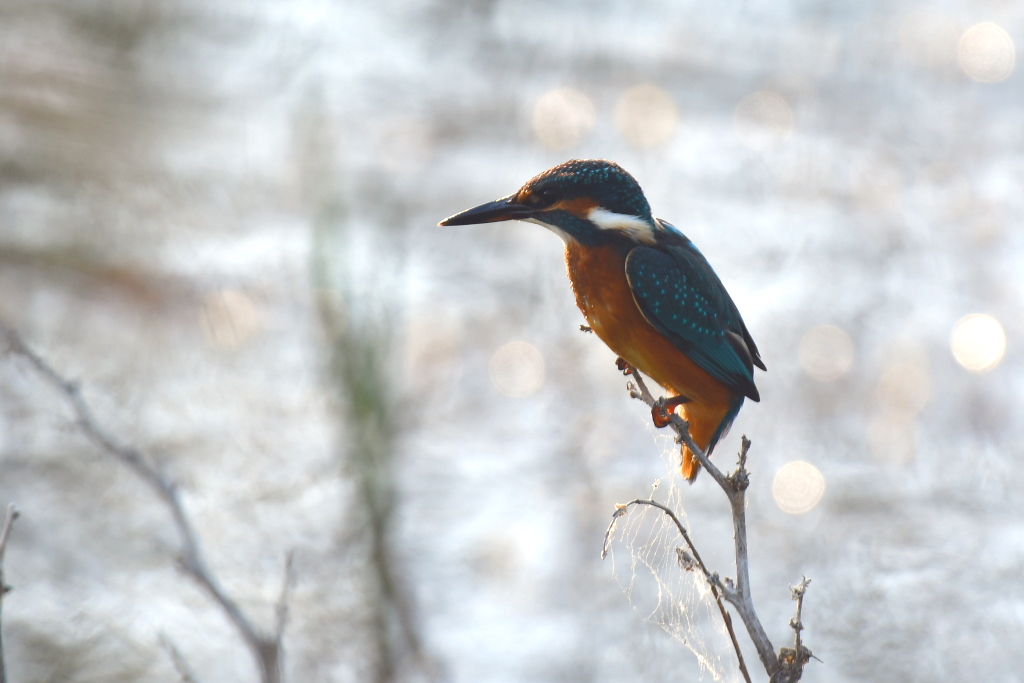 DSC_6007.JPG