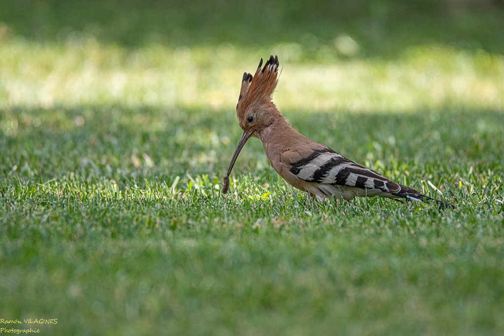 _DSC5440-ps.jpg