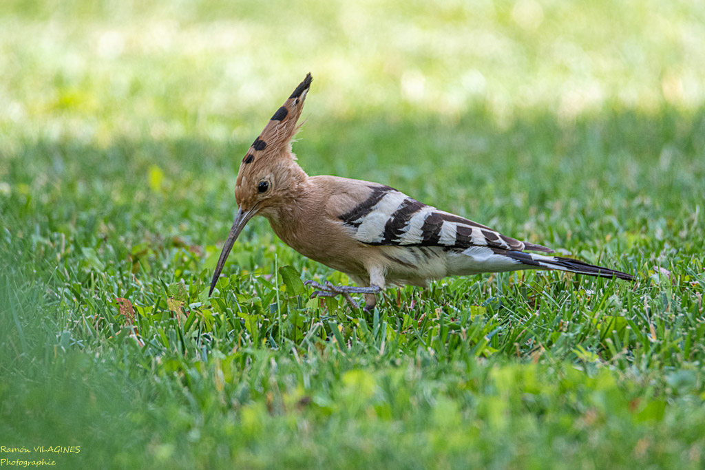 _DSC5450-ps.jpg