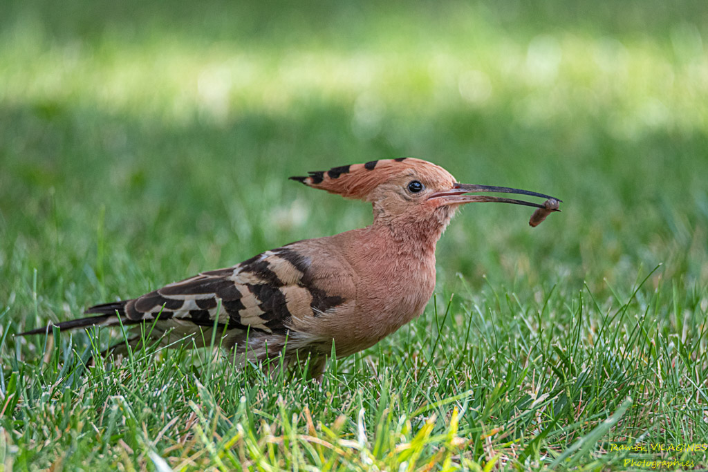 _DSC5800-ps.jpg