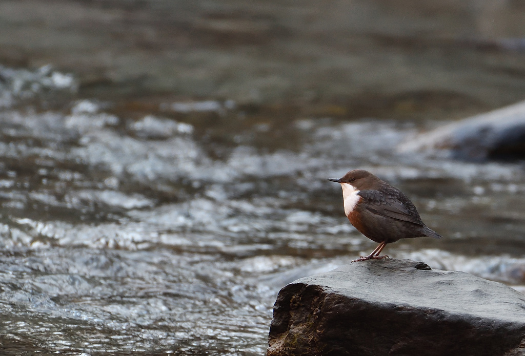 DSC_6656.jpg