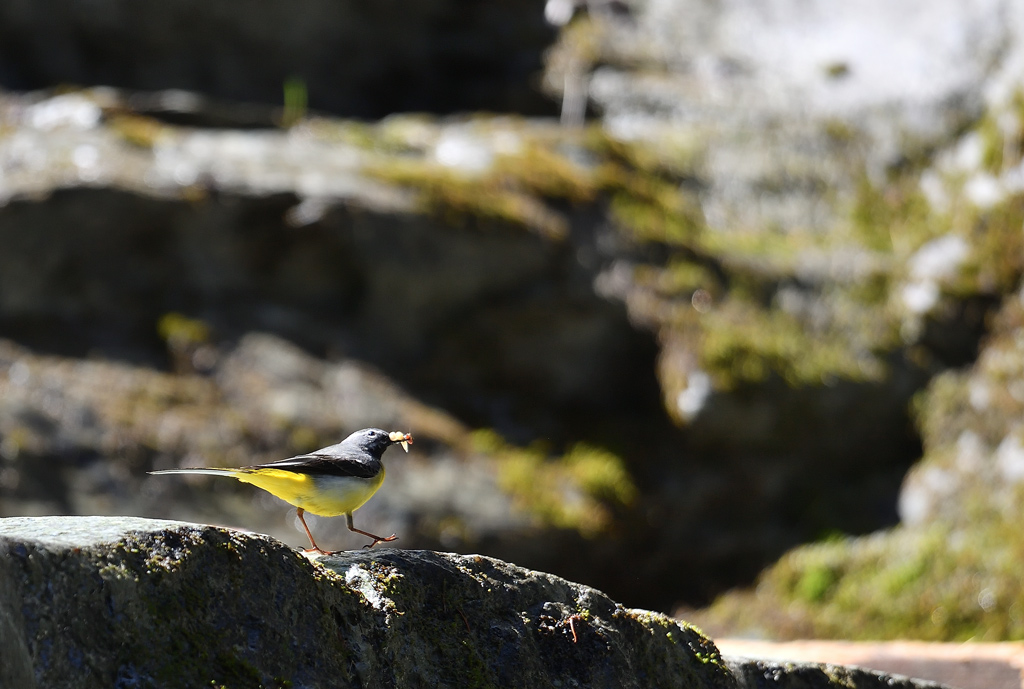 DS5_5361.jpg