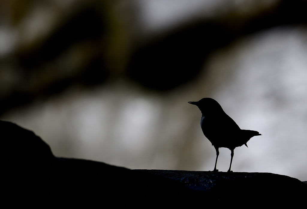 DS5_5350.jpg