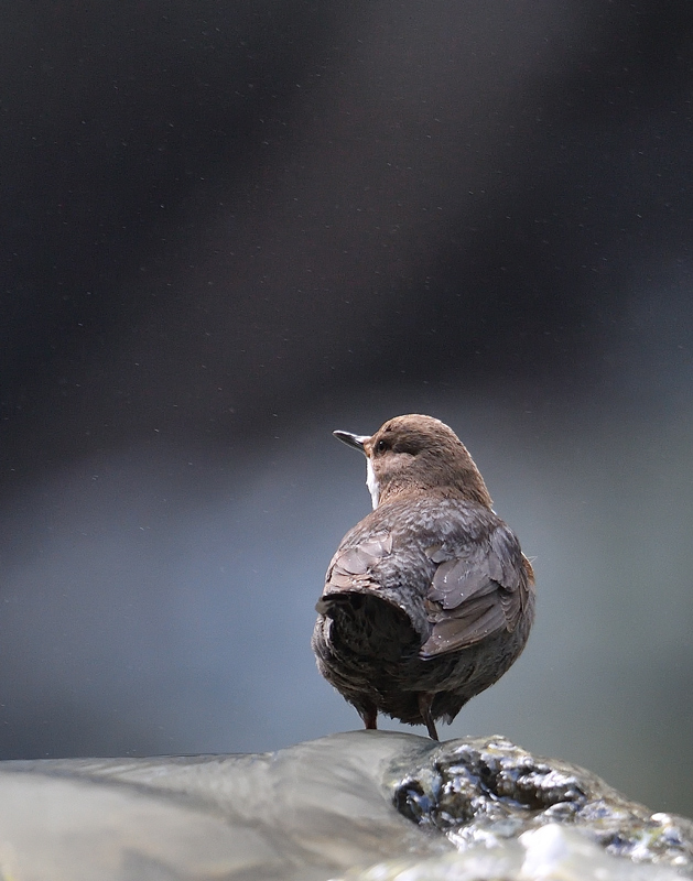 DS5_5254.jpg