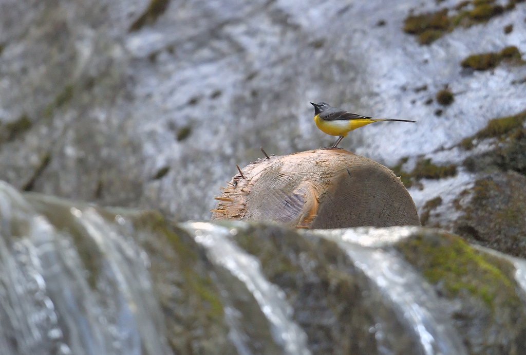 DS5_5192.jpg