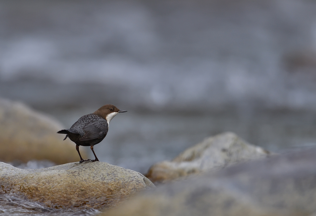 DS5_4084.jpg