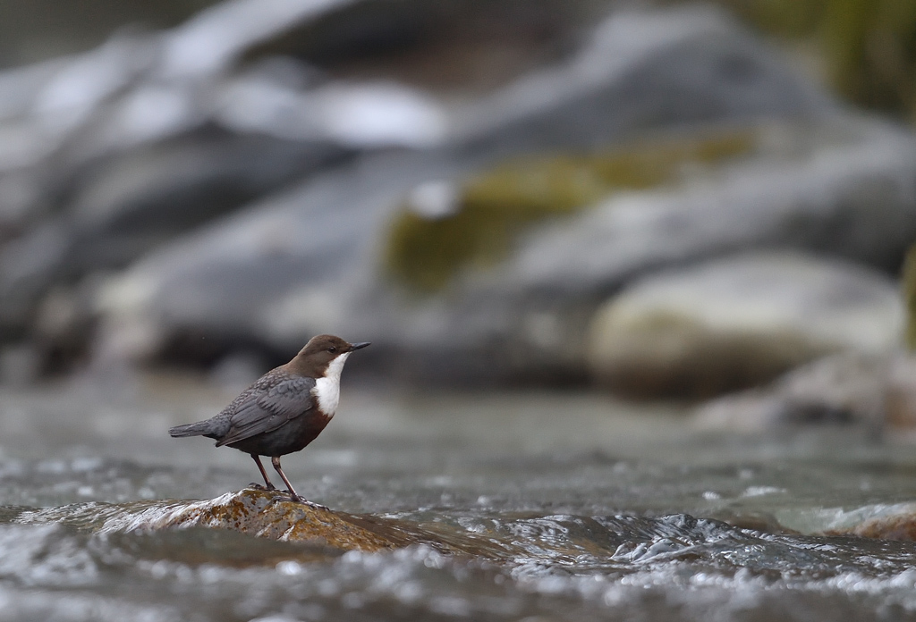 DS5_4032.jpg