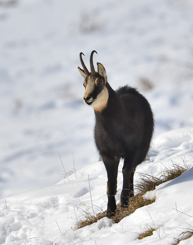 DS5_3717.jpg
