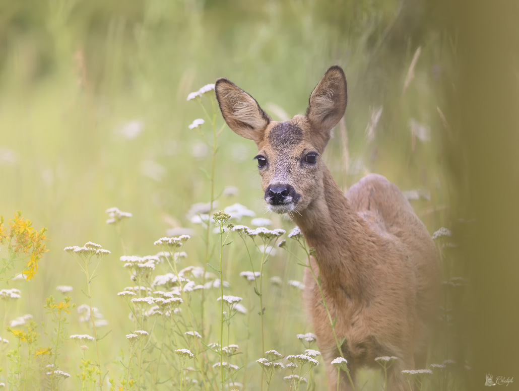Chevreuils 24 06 2020 (104).jpg