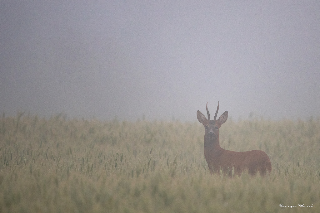 Chevreuil d'Europe (Capreolus capreolus) Roe deer-728.jpg