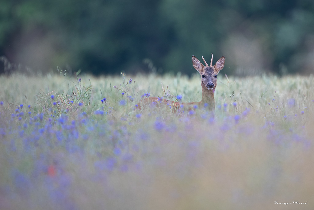 Chevreuil d'Europe (Capreolus capreolus) Roe deer-743.jpg