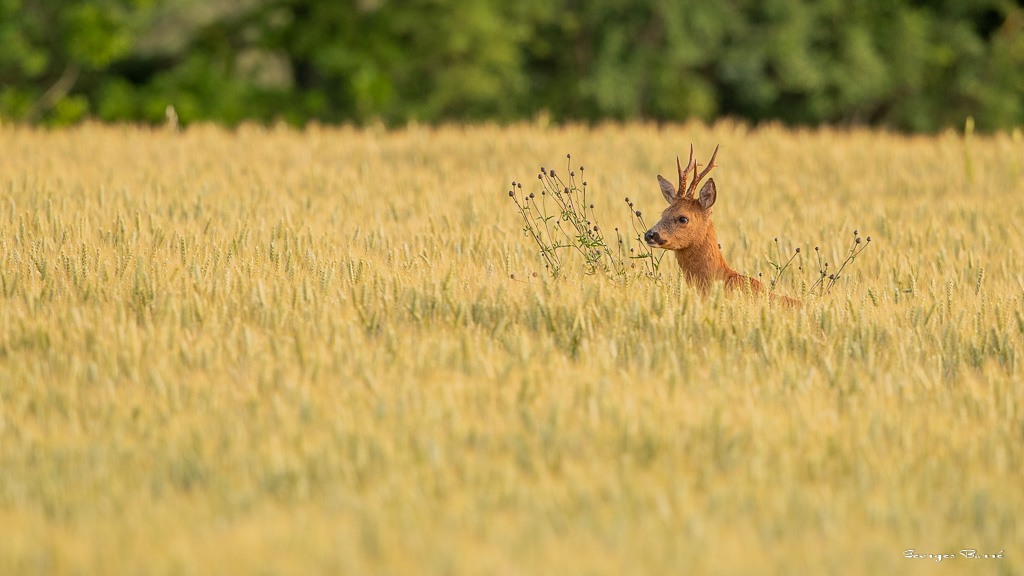 Chevreuil d'Europe (Capreolus capreolus) Roe deer-750.jpg