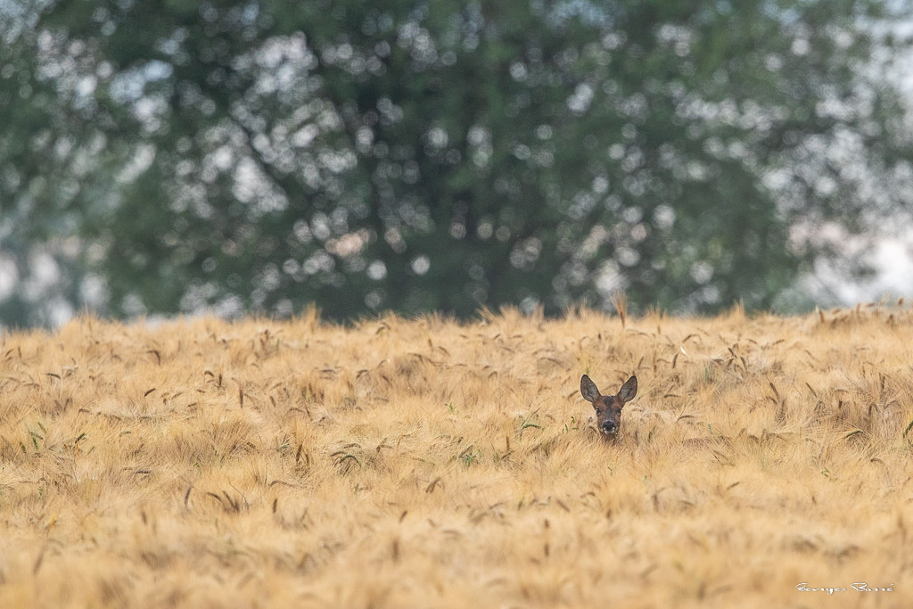 Chevreuil d'Europe (Capreolus capreolus) Roe deer-765.jpg