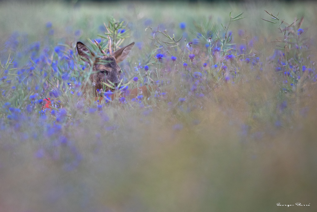 Chevreuil d'Europe (Capreolus capreolus) Roe deer-748.jpg