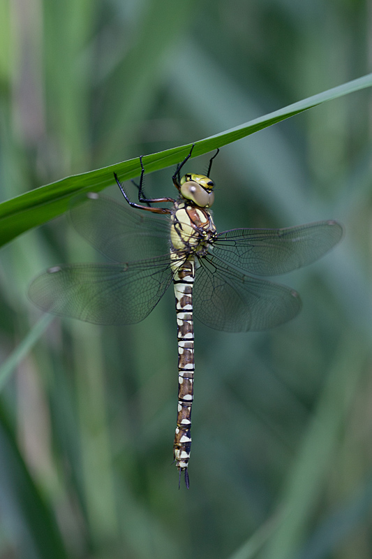 Aeshna mixta F 6 IN.jpg