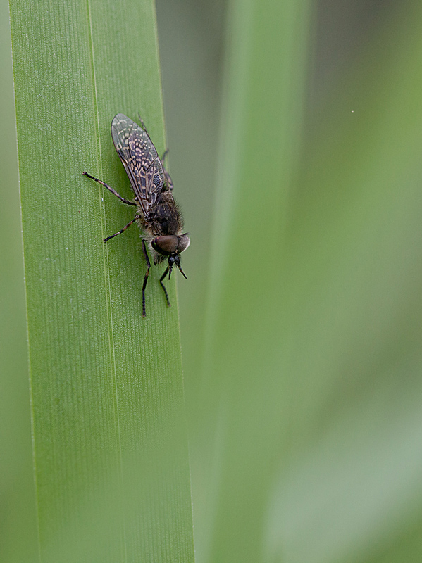 Taon des pluies - Haematopota pluvialis IN.jpg