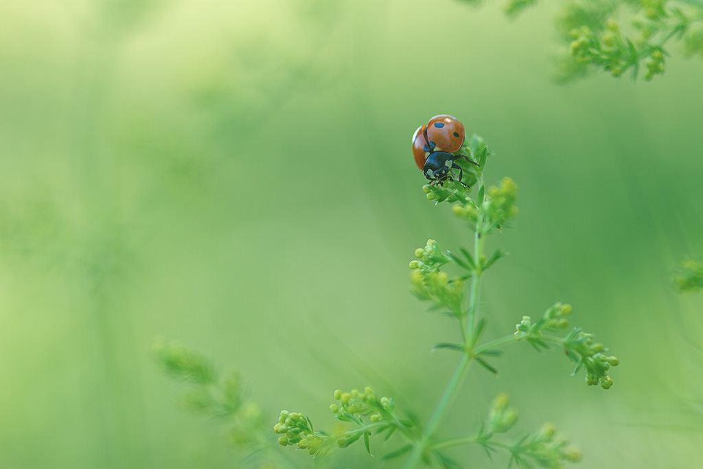 160619-coccinelle-01.jpg