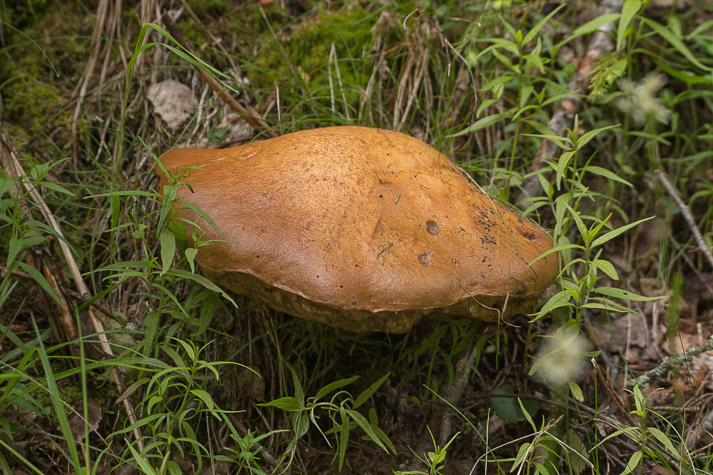 Champignon..-.jpg