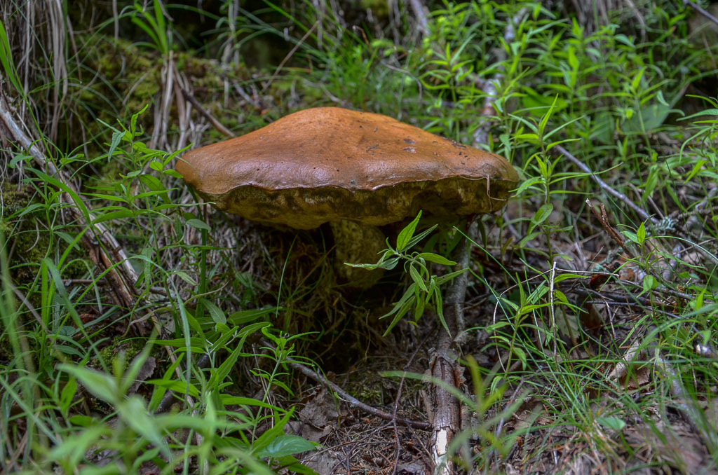 Champignon..--2.jpg