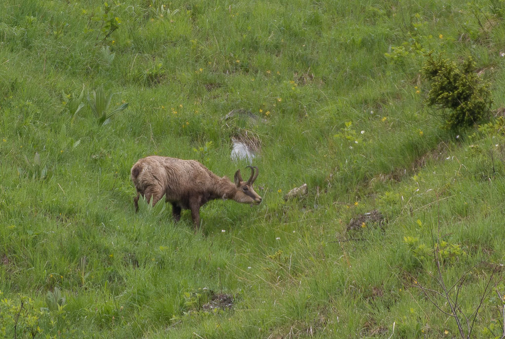 Chamois-2-5.jpg