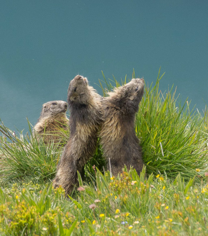 Marmottes.jpg