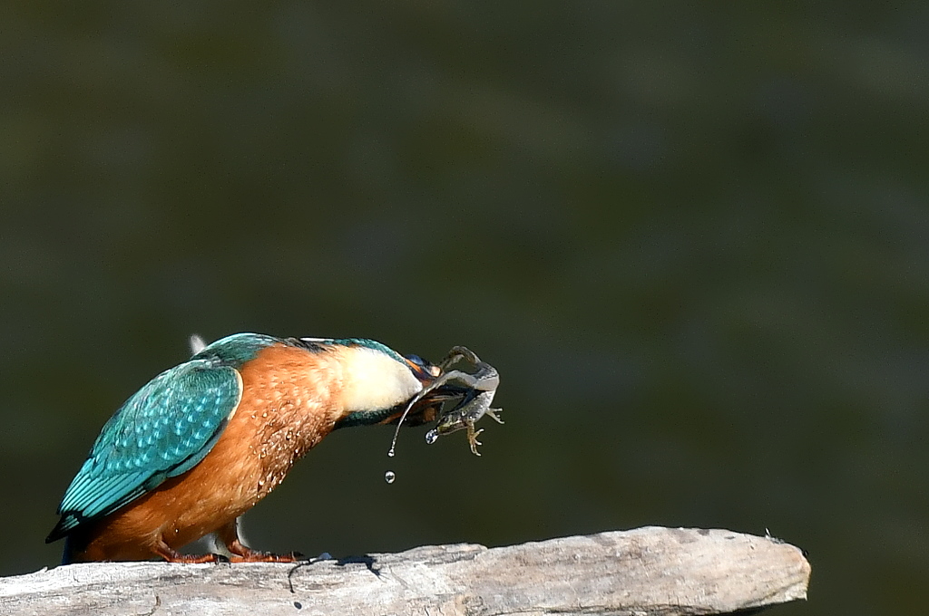 DSC_7467.JPG