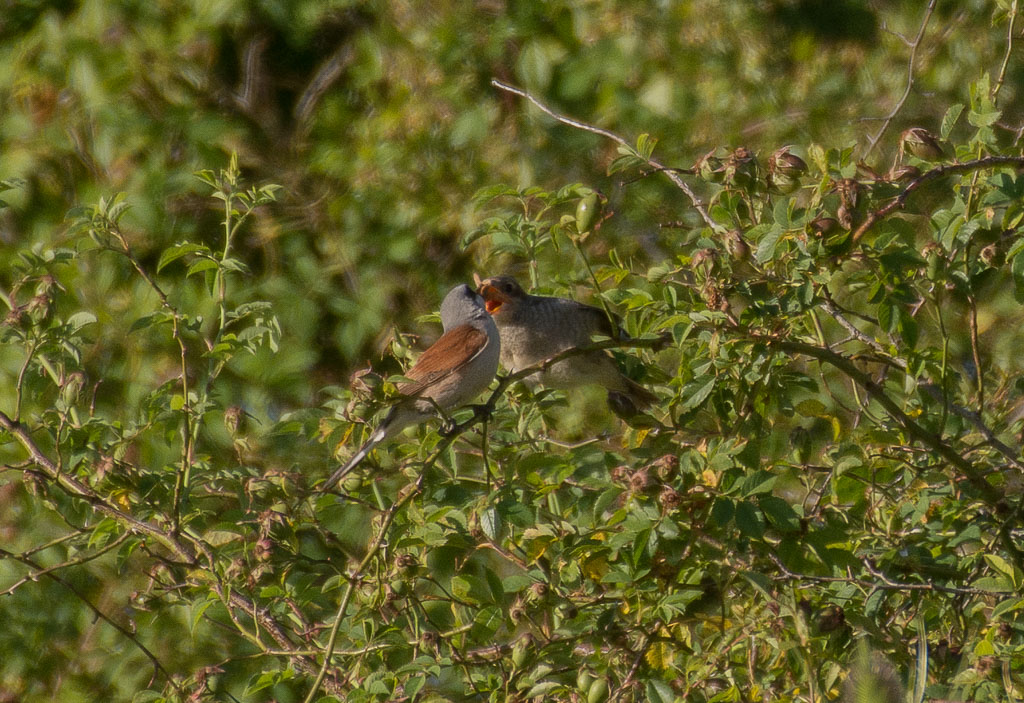 Nourrissage Pie grièche écorcheur.jpg