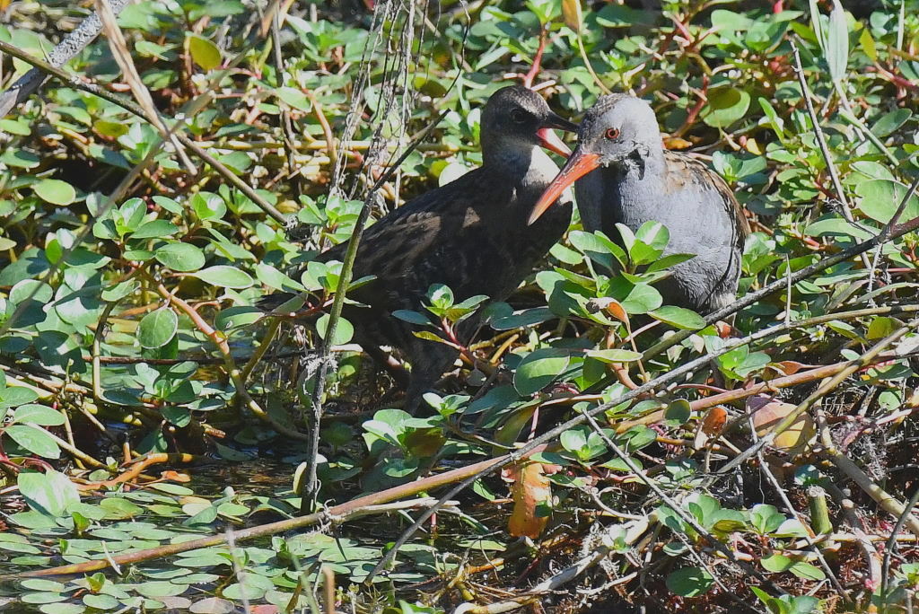 DSC_7533.JPG