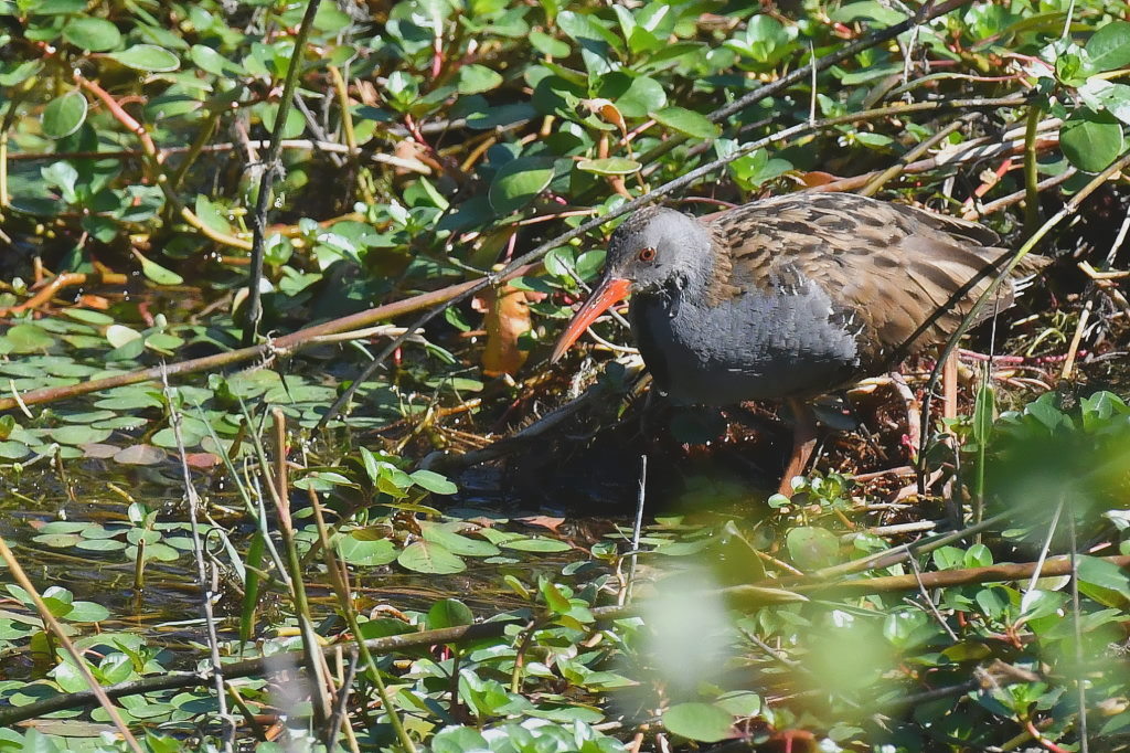 DSC_7569.JPG
