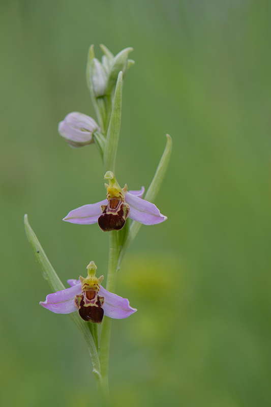 8-Ophrys apifera.jpg