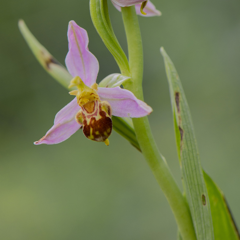 9-Ophrys apifera-f.trolli .jpg