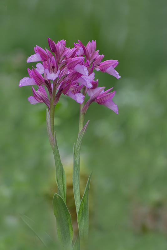 11-Orchis papilionacea(O.papillon).jpg